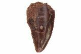 Bargian, Raptor Tooth - Real Dinosaur Tooth #235964-1